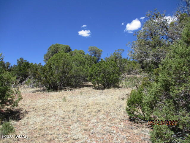 Tbd Pulp Mill Road Clay Springs, AZ 85923 - Photo 7 of 7