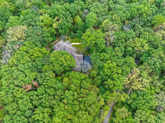 a view of a yard with plants and large trees