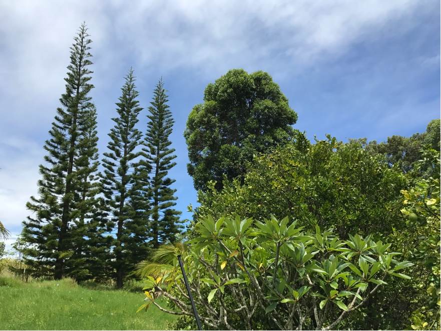 200 Awalau Road Haiku, HI 96708 - Photo 24 of 29 a view of a garden