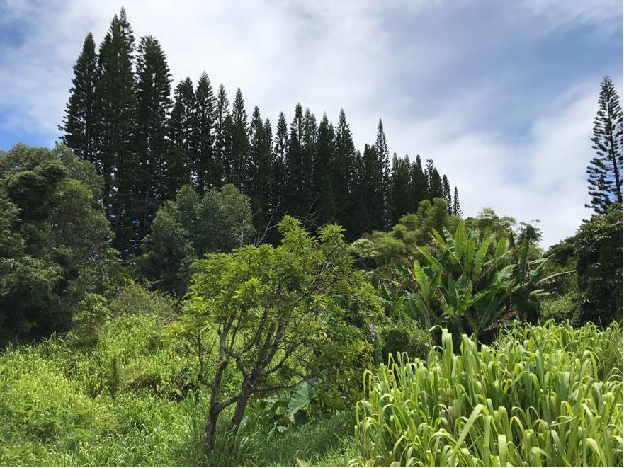 200 Awalau Road Haiku, HI 96708 - Photo 25 of 29 a view of a garden with trees