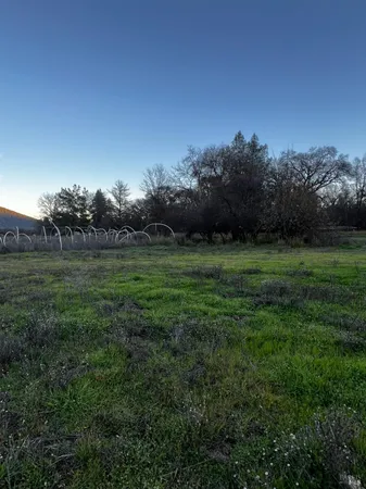 a view of a grassy field with trees in the background