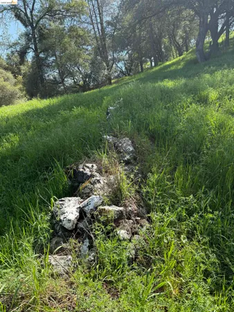 a view of a garden with a tree