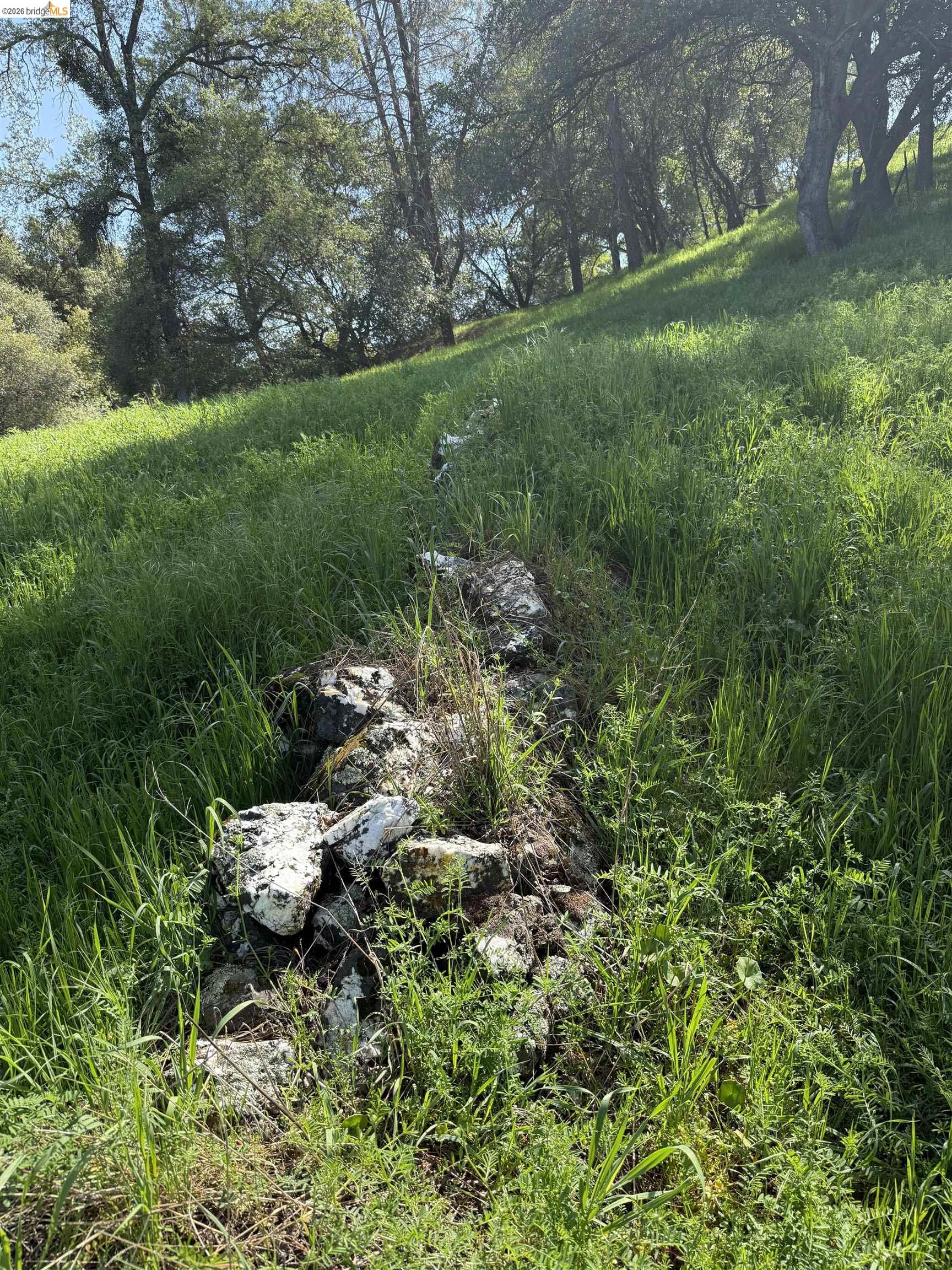 8534 Wilcox Ranch Road Sonora, CA 95370 - Photo 13 of 21 a view of a garden with a tree