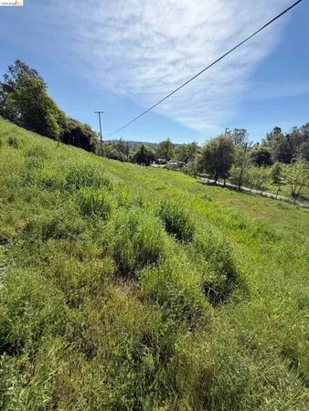a view of a lush green space
