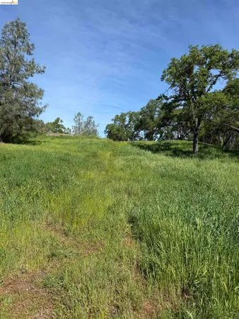 a view of a field with an tree