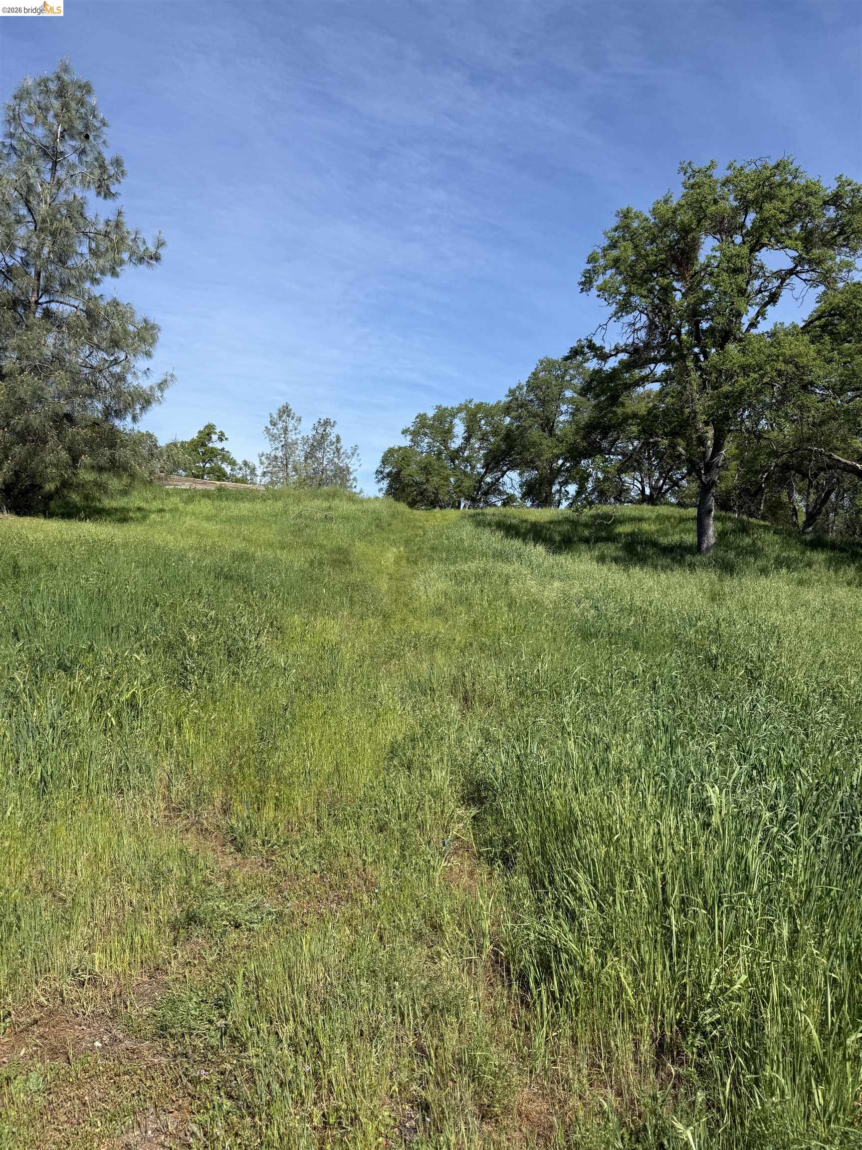 8534 Wilcox Ranch Road Sonora, CA 95370 - Photo 4 of 21 a view of a field with an tree
