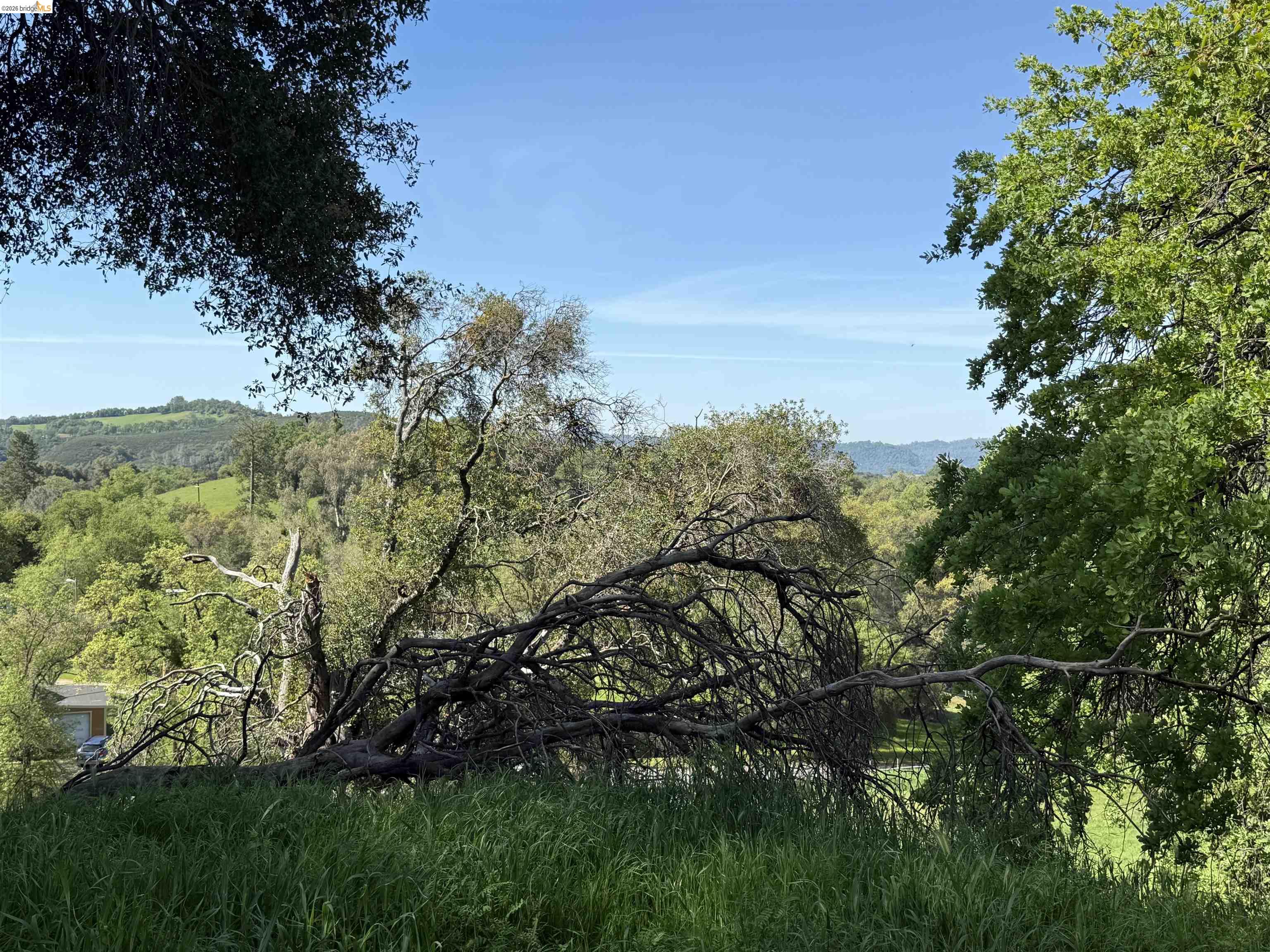8534 Wilcox Ranch Road Sonora, CA 95370 - Photo 7 of 21 a view of a yard with a tree