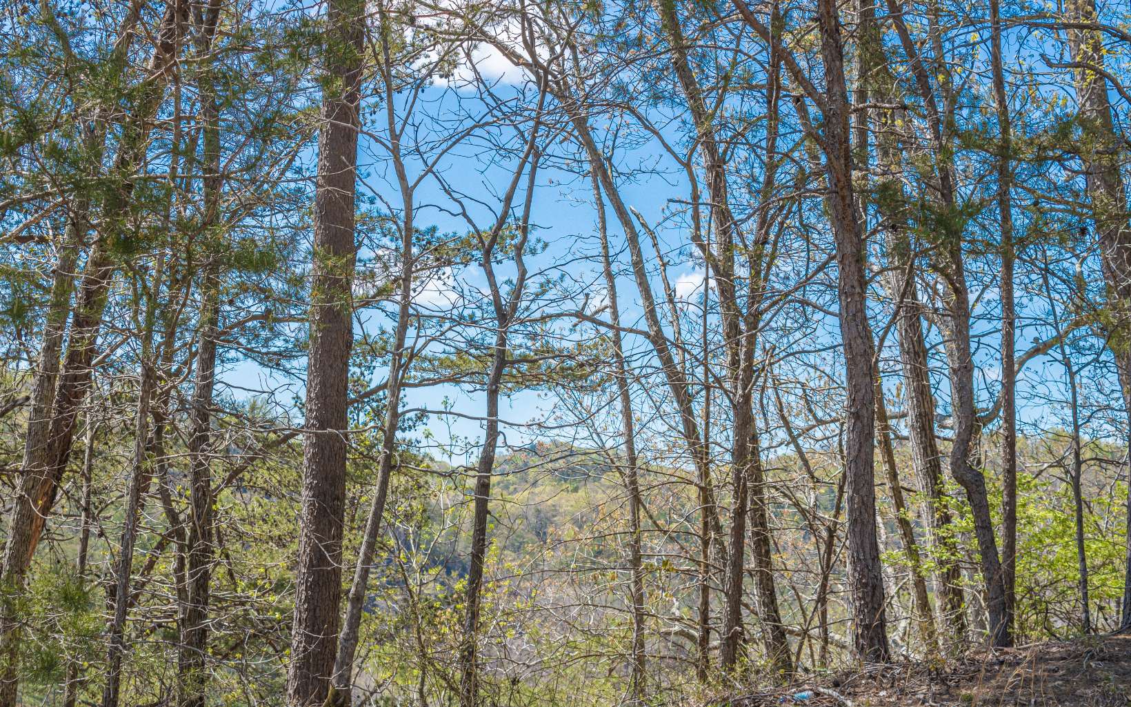 1.77 A Long Branch Road Talking Rock, GA 30175 - Photo 4 of 4 Additional View