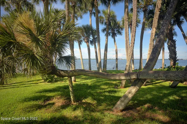 a view of a yard with palm trees