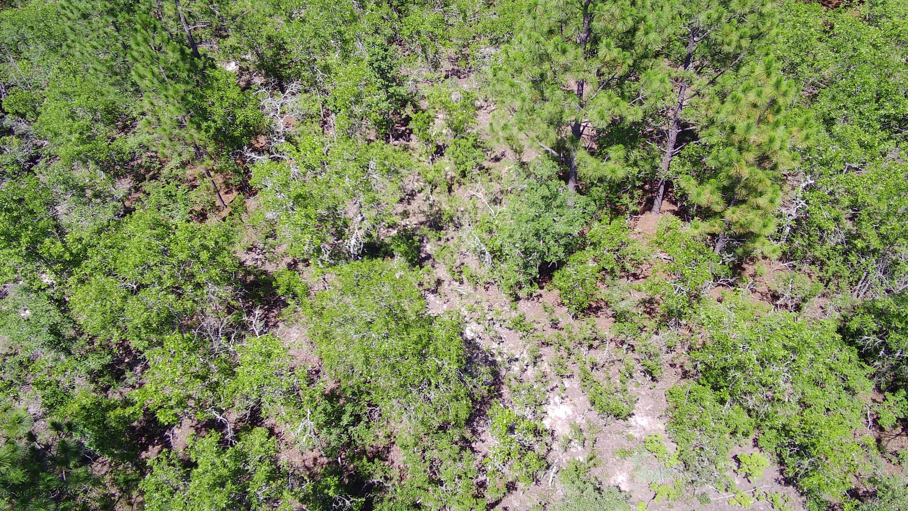 X Big Branch Road Wagener, SC 29164 - Photo 7 of 7