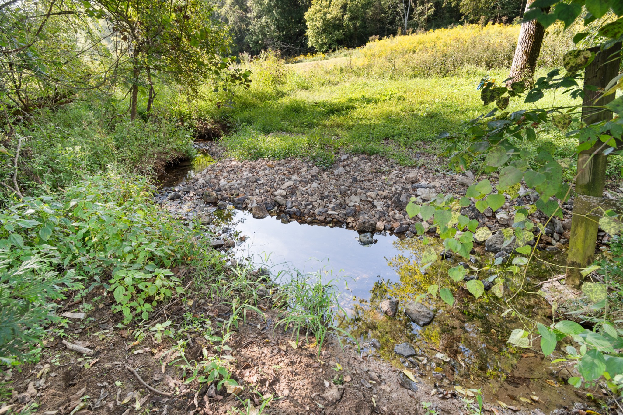 2600 Creecy Hollow Road Pulaski, TN 38478 - Photo 30 of 47 a backyard of a house with lots of green space
