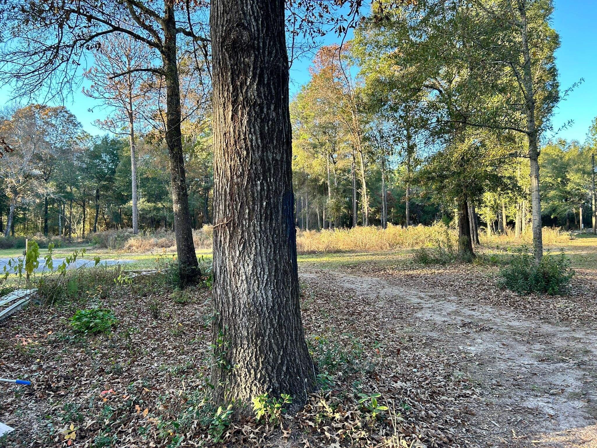 Tbd Adams Road Crestview, FL 32536 - Photo 2 of 3 a view of outdoor space with trees