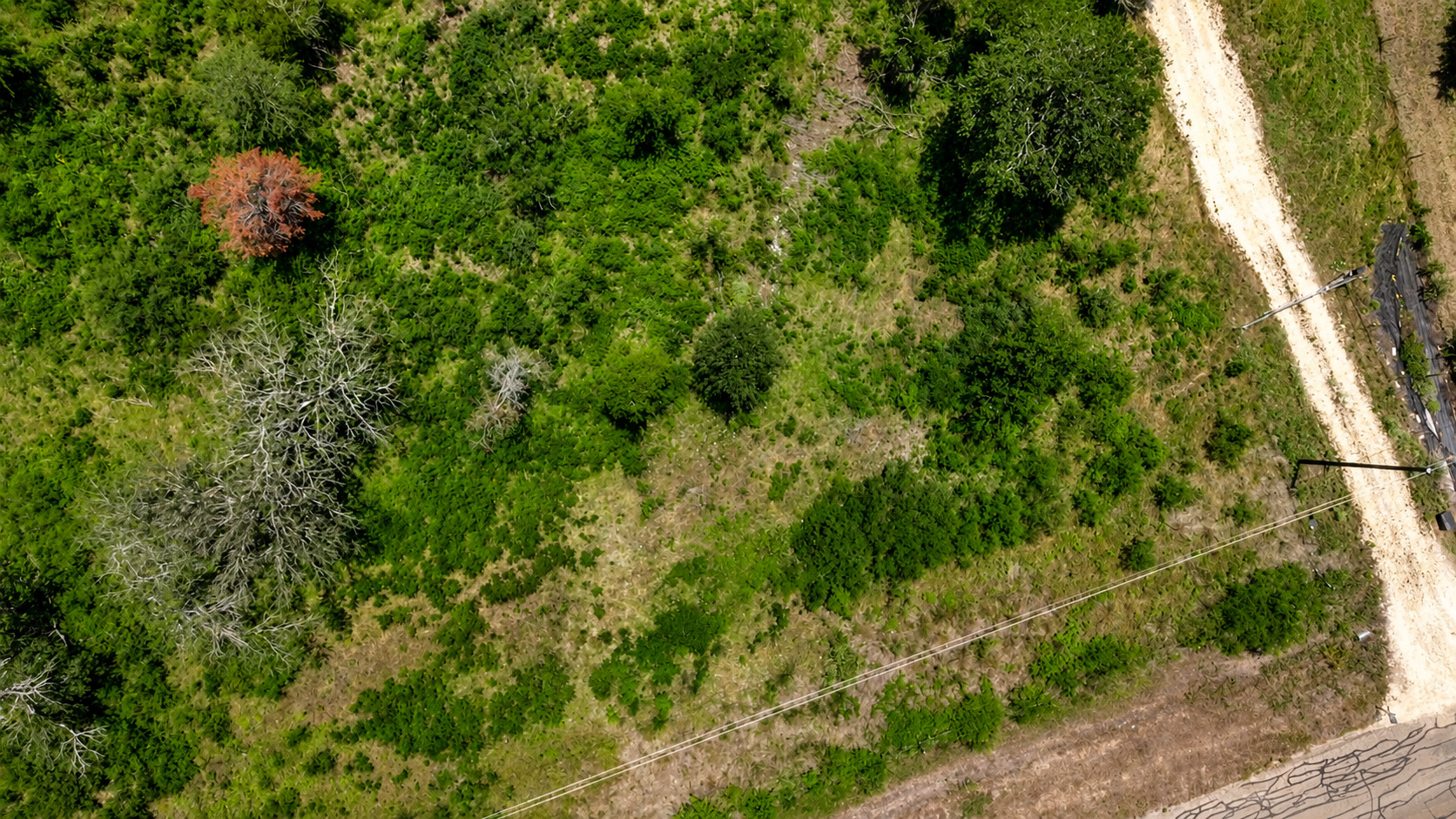 2500 County Road 466 Elgin, TX 78621 - Photo 14 of 15 a view of a lush green forest
