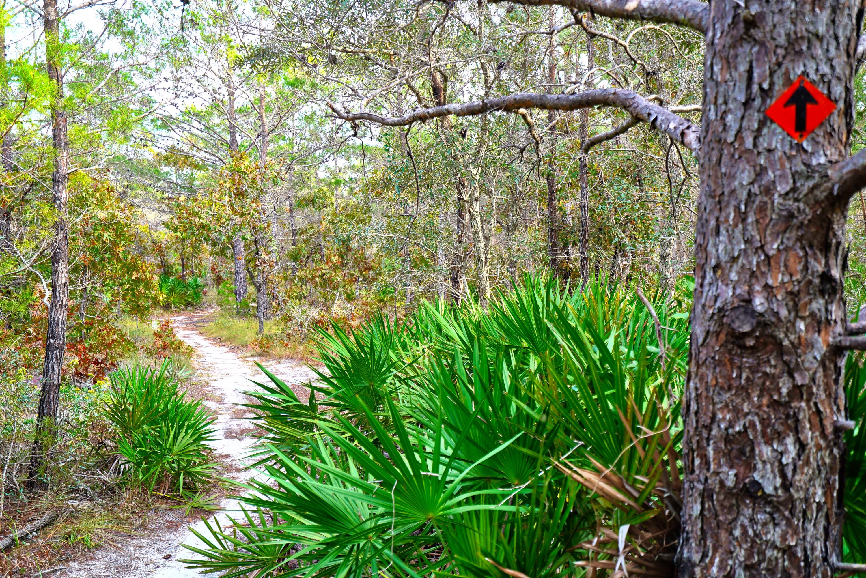 227 Gulfview Circle Santa Rosa Beach, FL 32459 - Photo 25 of 25 trail arrow2
