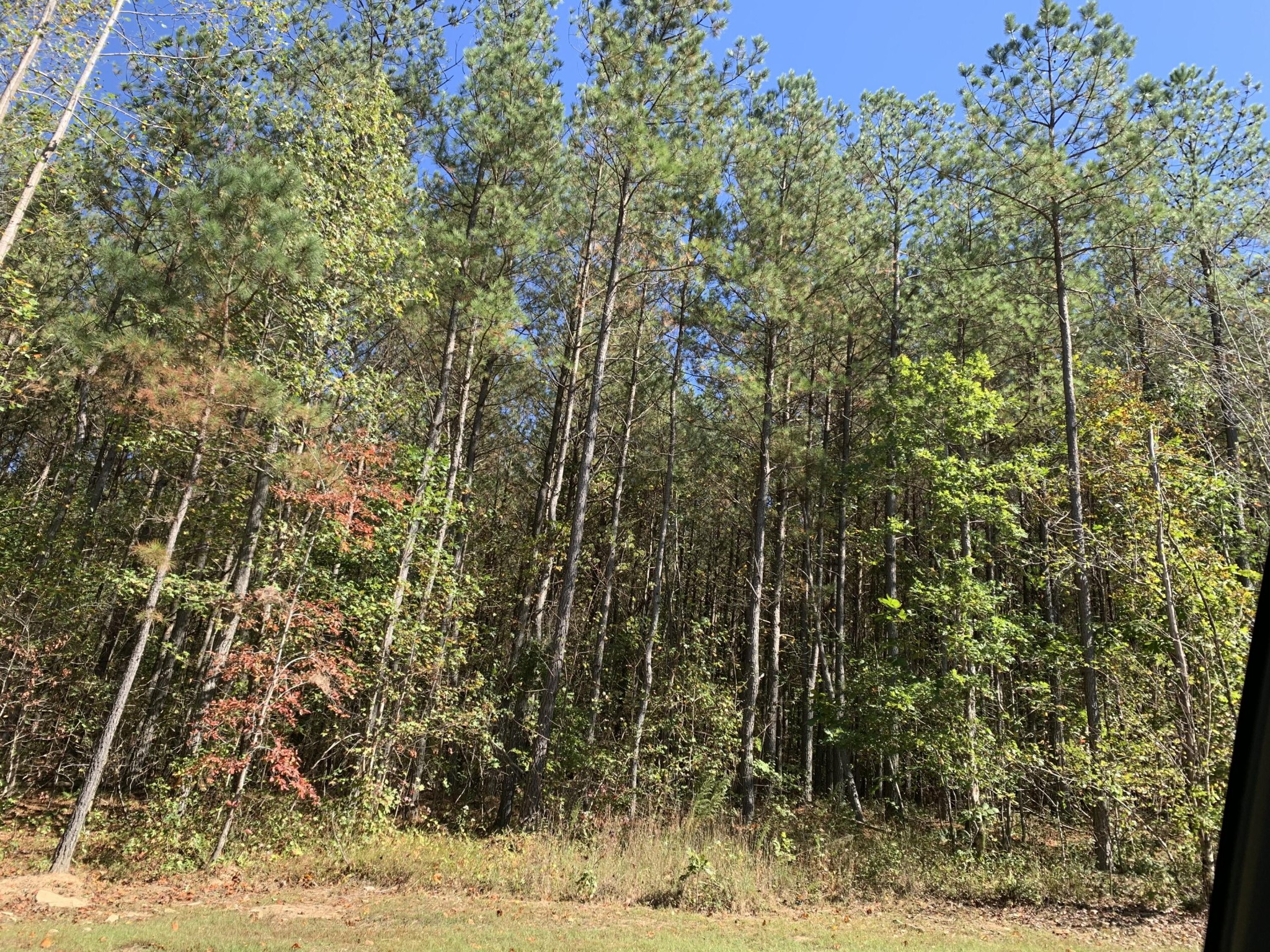 4910 Raulston Falls Drive Jasper, TN 37347 - Photo 2 of 40 a view of a yard