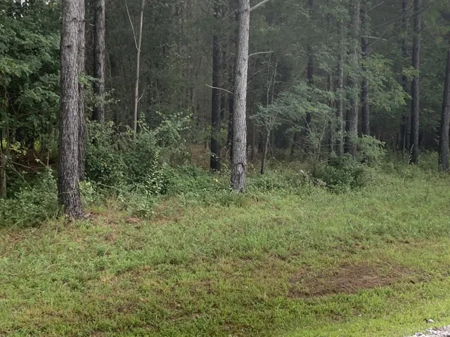 a view of a plant in a forest