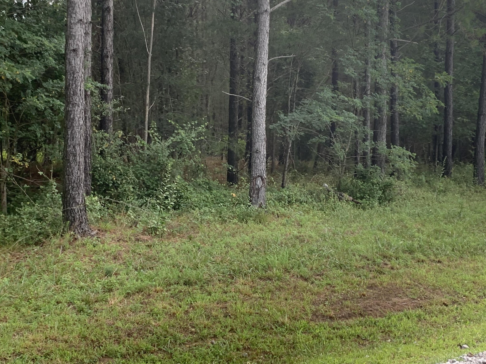4910 Raulston Falls Drive Jasper, TN 37347 - Photo 10 of 40 a view of a plant in a forest