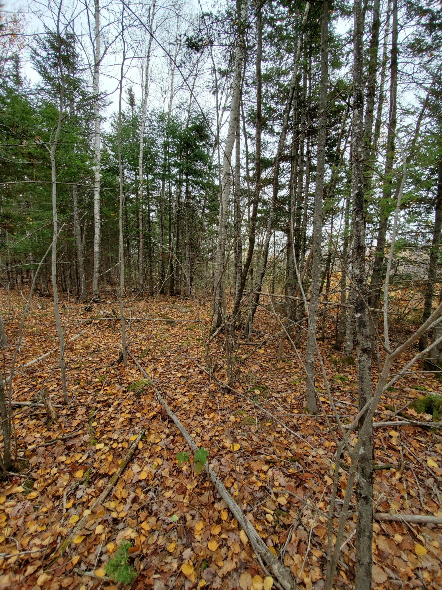Lot 8 Bottle Lake Road Springfield, ME 04487 - Photo 11 of 16 20201023_115115_resized