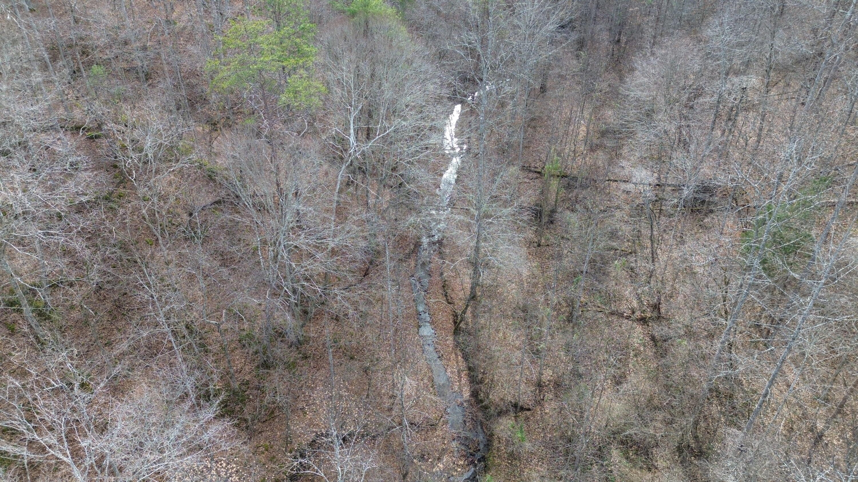 237 A Meat Scaffold Road Jackson, KY 41339 - Photo 7 of 44 Trees