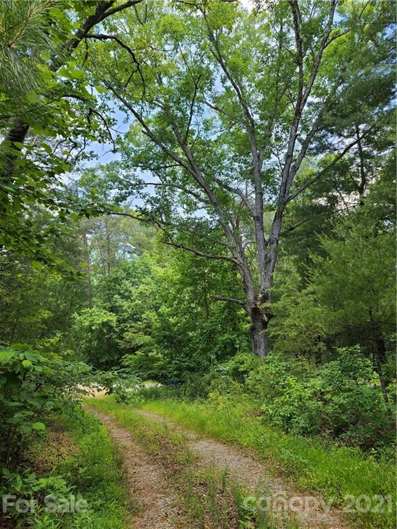 2680 Polk County Line Road Rutherfordton, NC 28139 - Photo 35 of 38 a view of a lush green forest