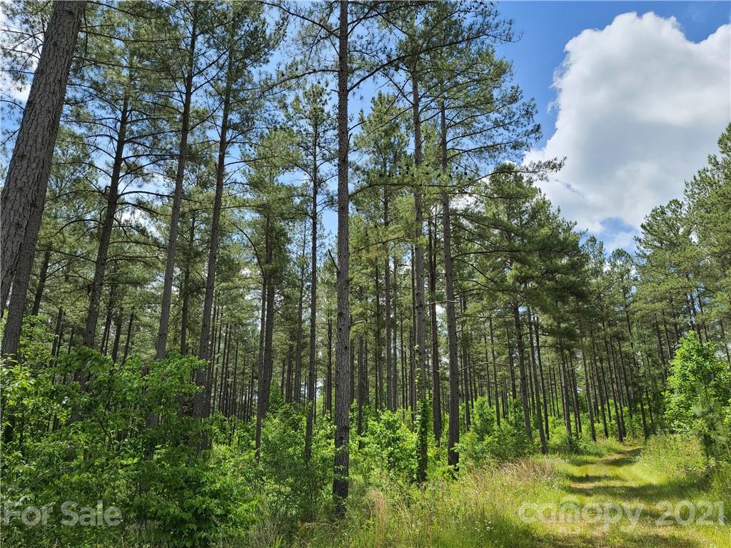 2680 Polk County Line Road Rutherfordton, NC 28139 - Photo 5 of 38 a view of a garden