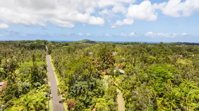 a view of a bunch of flowers and trees