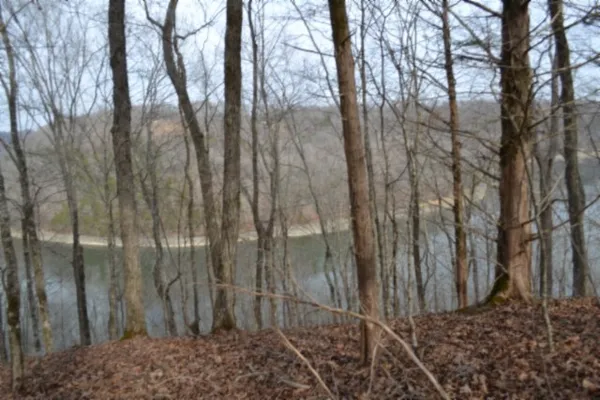 a view of a yard with large trees