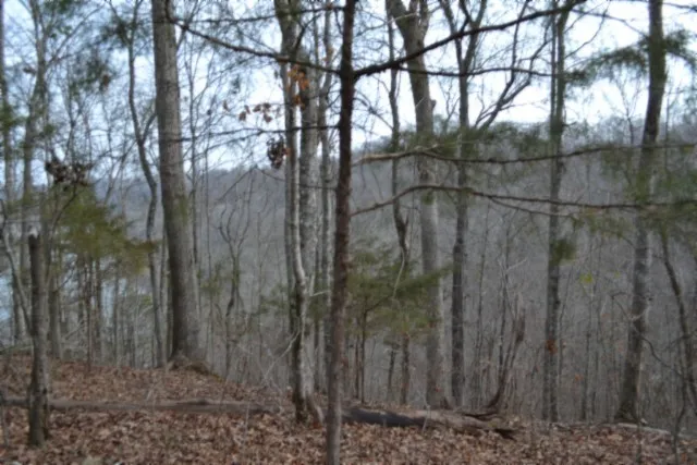 a view of a yard with large trees