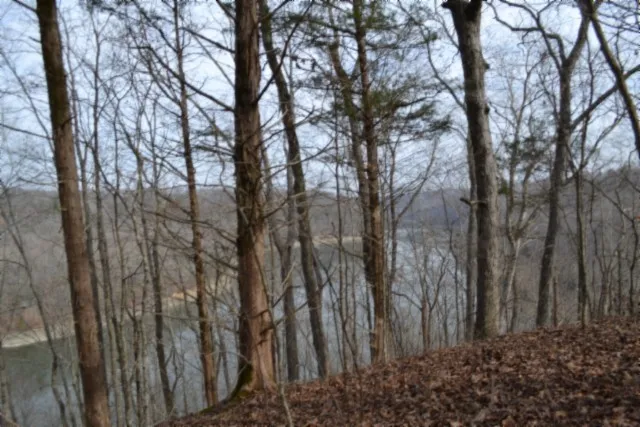 a view of a forest with trees in the background