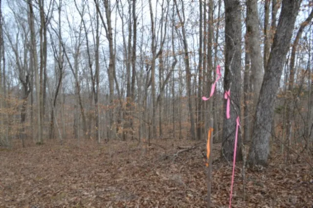 a backyard of a house with a trees