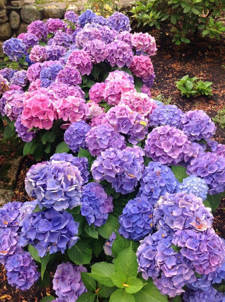 968 Main Street Cotuit, MA 02635 - Photo 25 of 35 Additional Photo