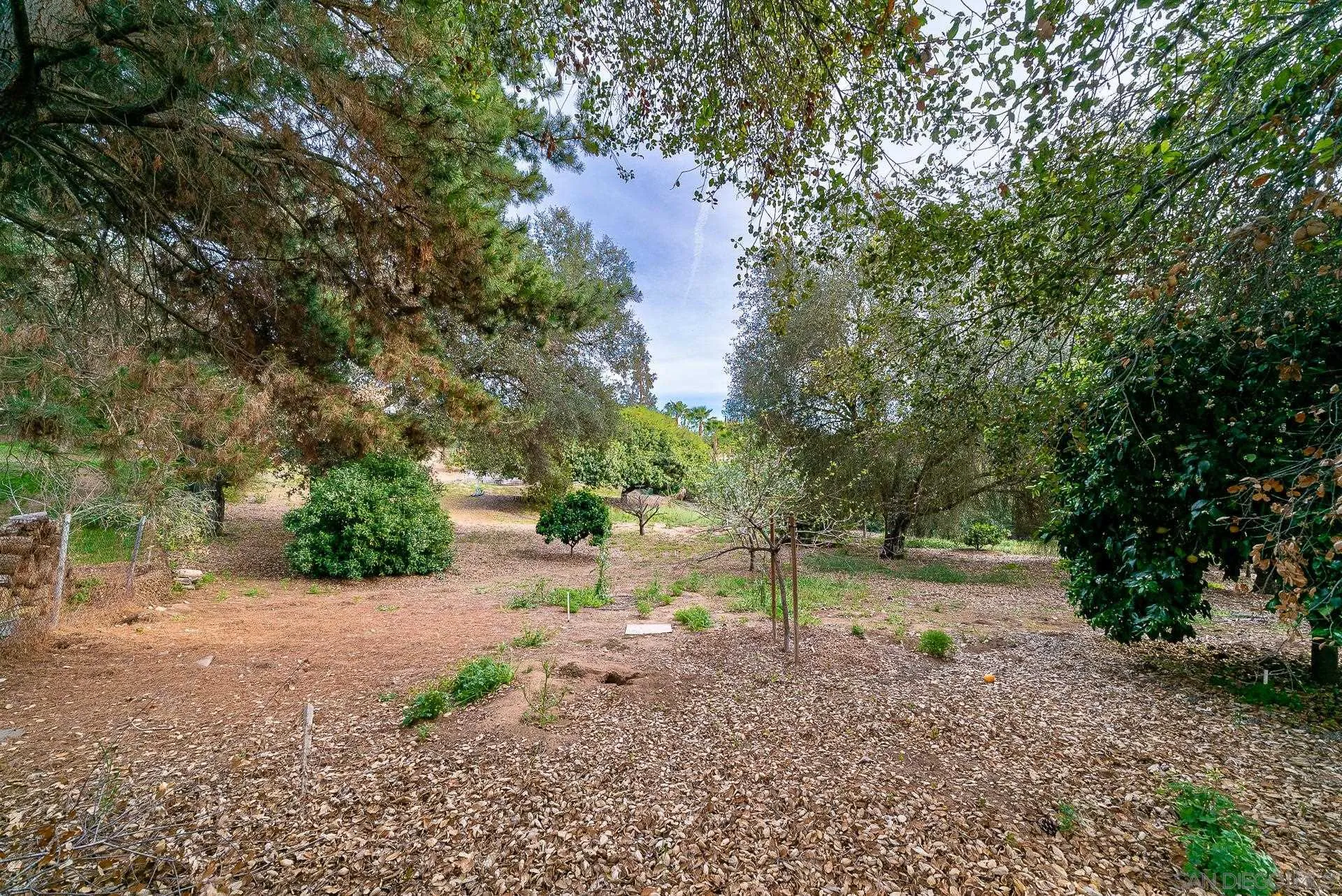 3909 Palomar Drive Fallbrook, CA 92028 - Photo 36 of 43 a view of a yard with plants and trees