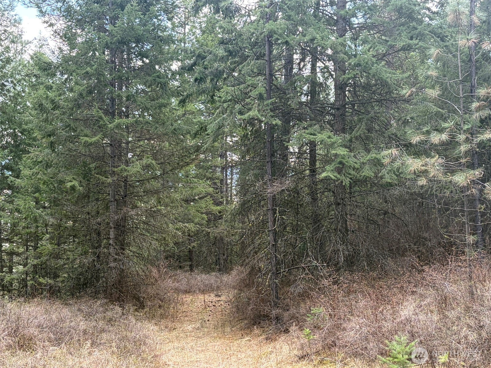 111-tbd W West Curlew Lake Road Republic, WA 99166 - Photo 4 of 16