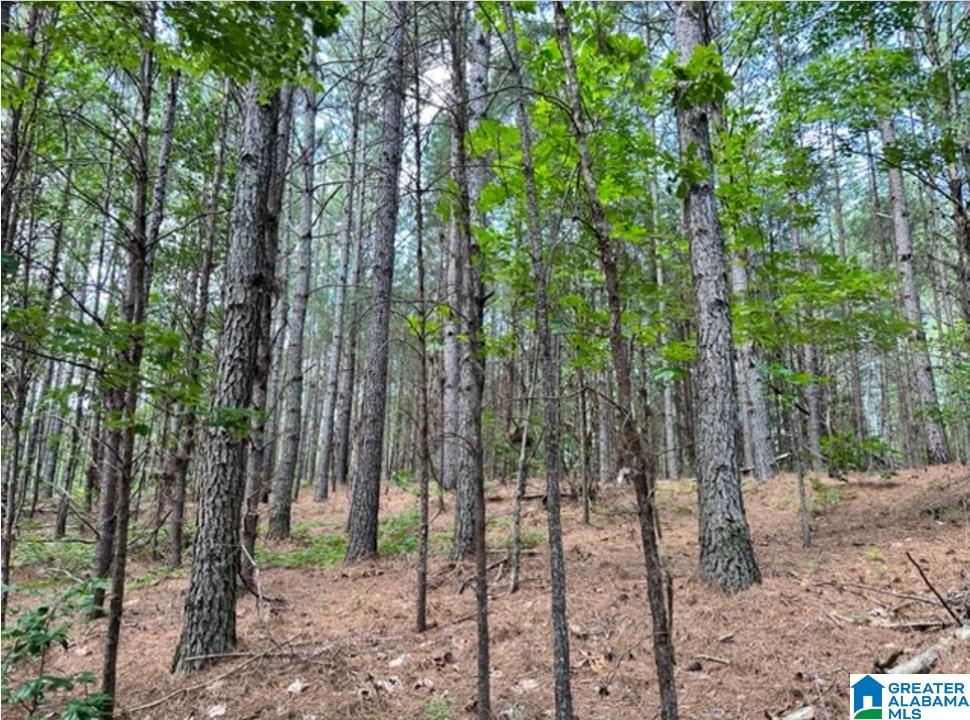 0 County Road 224, Unit 1 Fruithurst, AL 36262 - Photo 4 of 13