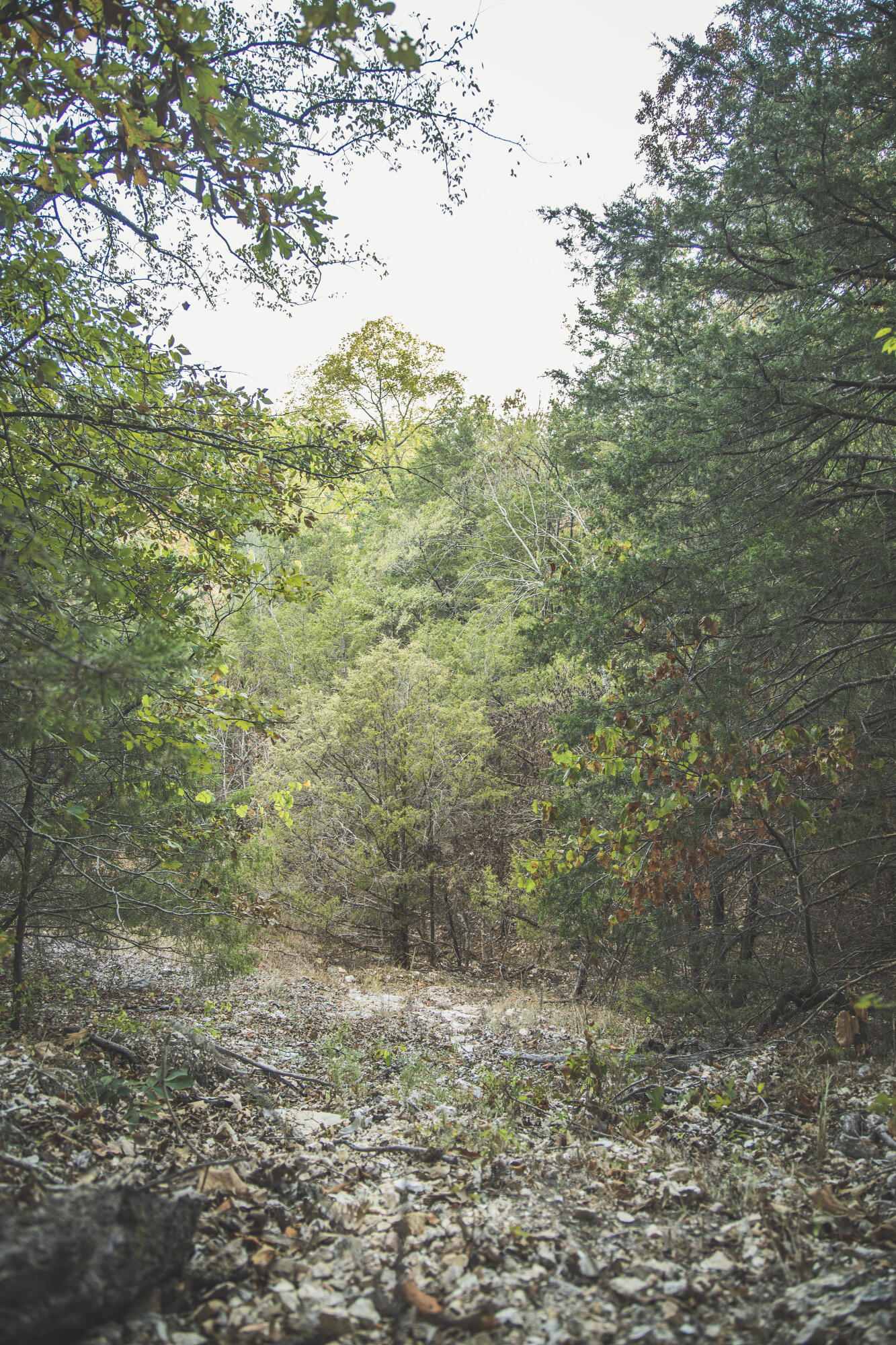 0 Boone Hollow Road Powell, MO 65730 - Photo 91 of 95 MWLG - Boone Hollow 40 - DG091