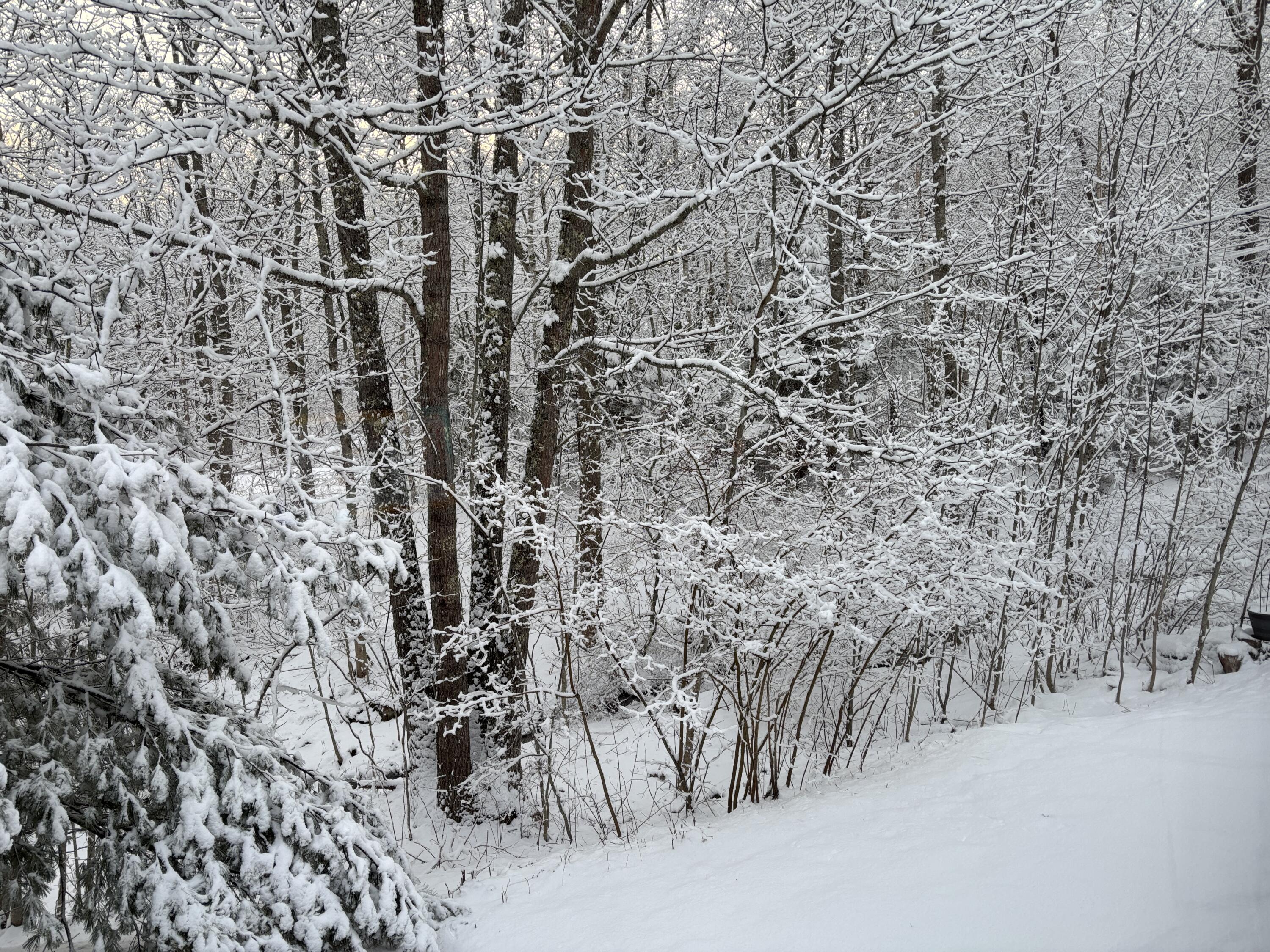 5 Morrison Road Round Pond, ME 04564 - Photo 40 of 46 Winter
