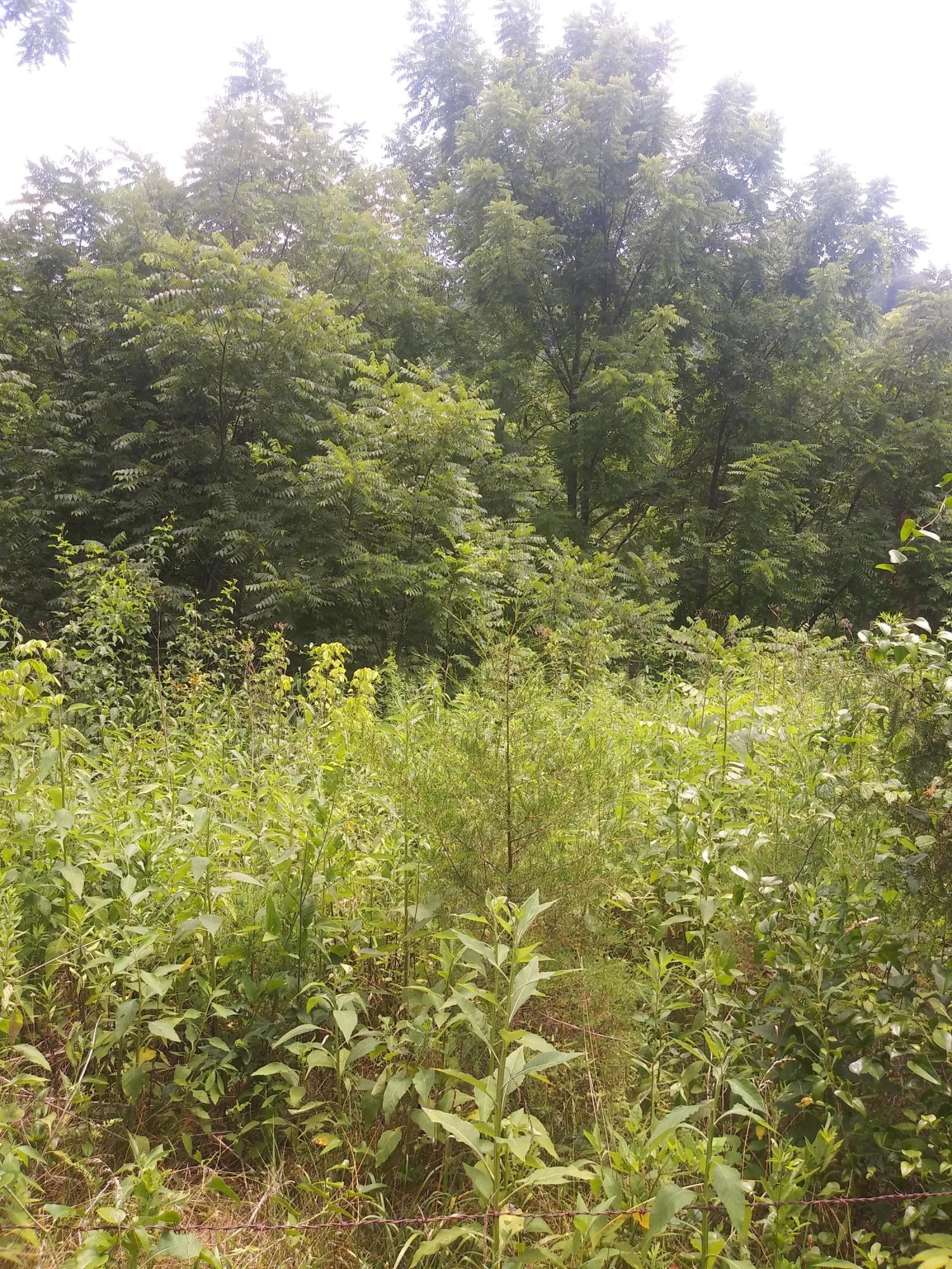 482 Satterfield Road Maynardville, TN 37807 - Photo 22 of 37 20200716_141922