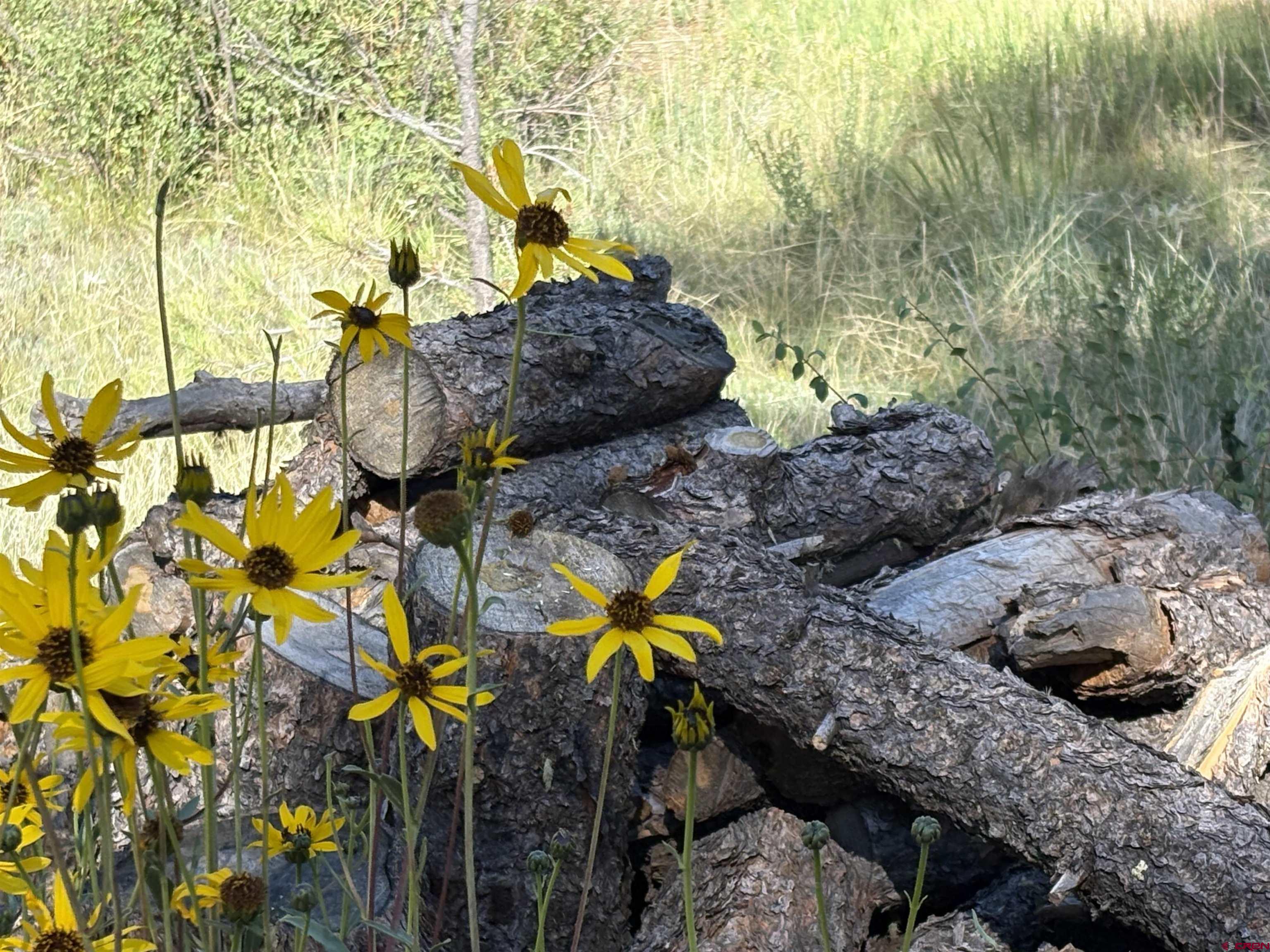 599 Pineview Road Pagosa Springs, CO 81147 - Photo 4 of 24