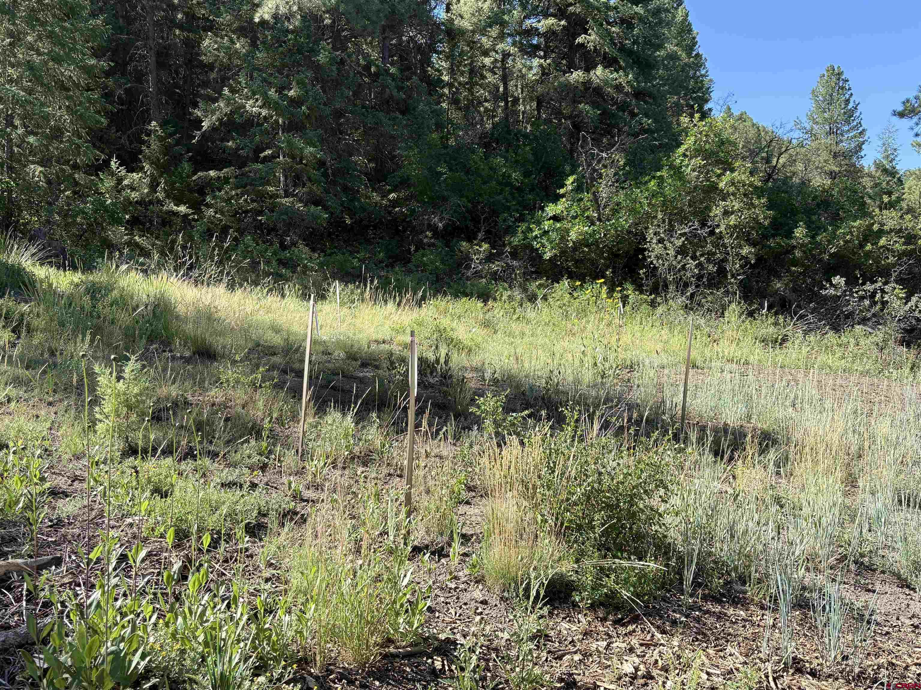 599 Pineview Road Pagosa Springs, CO 81147 - Photo 5 of 24