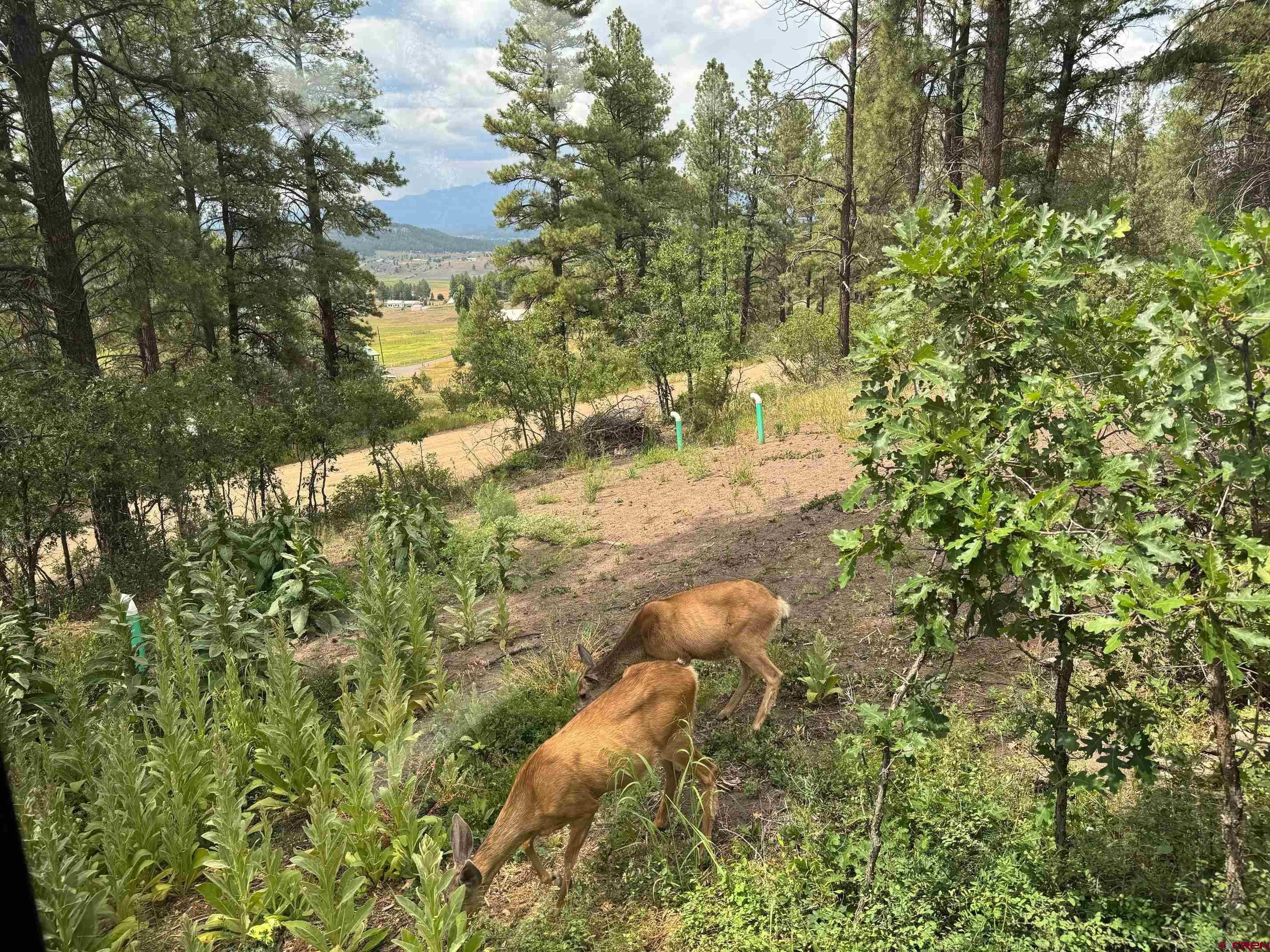 599 Pineview Road Pagosa Springs, CO 81147 - Photo 7 of 24