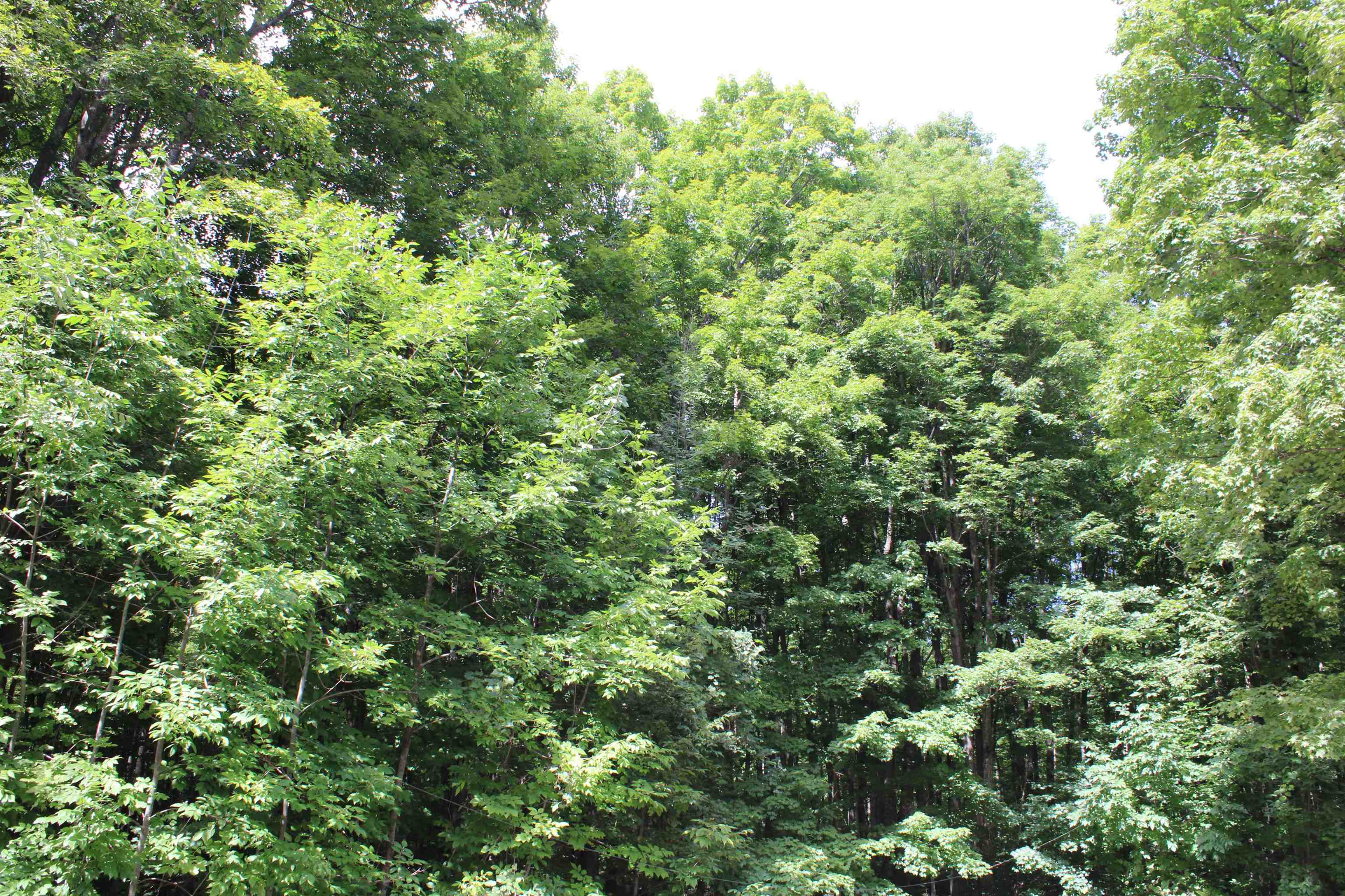 8736 Bliss Road Bellaire, MI 49615 - Photo 51 of 71 1938196-7b47deef-3f47-470b-80df-6eaf4bbbf47d.JPG