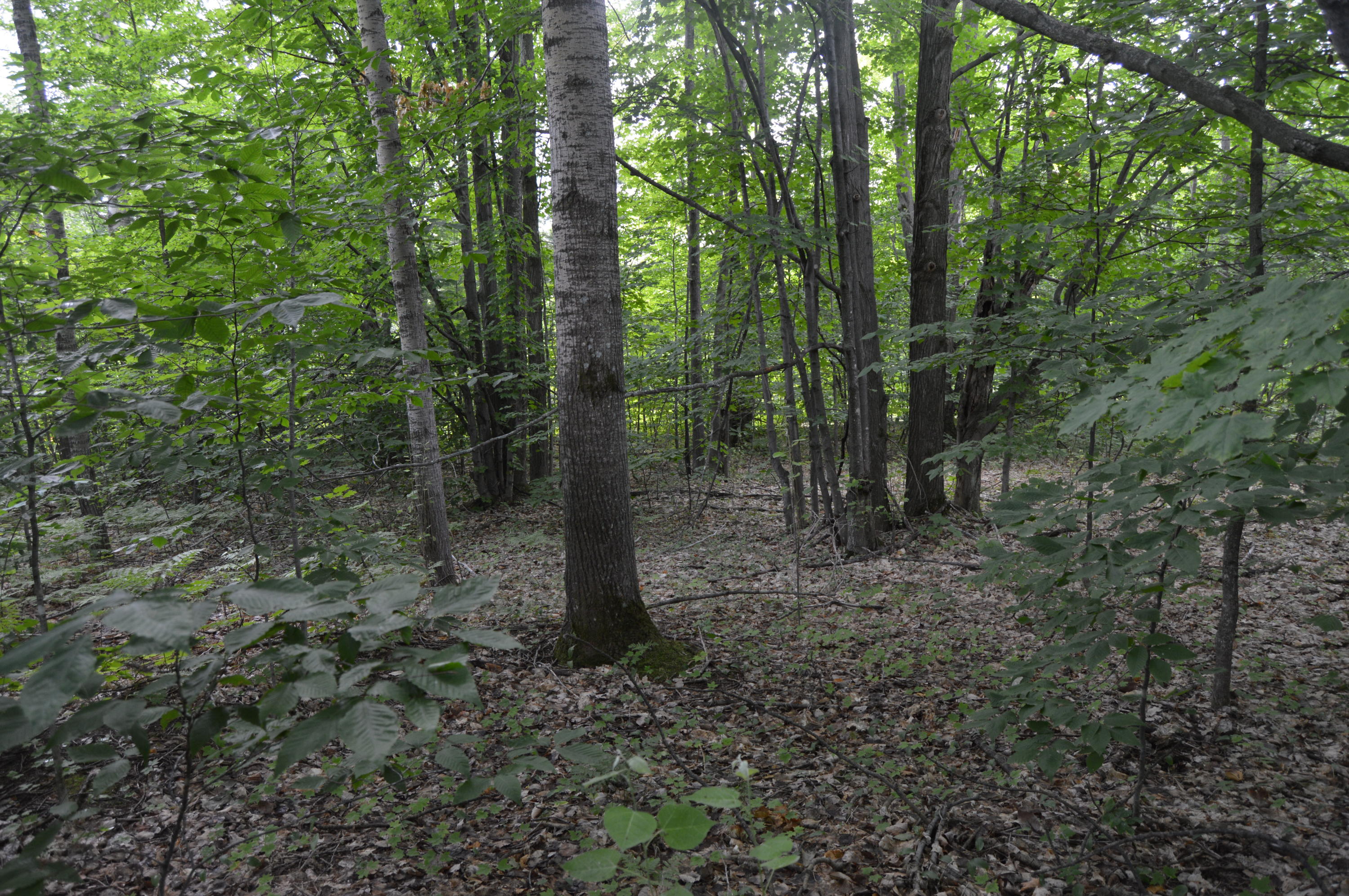 Xxx Adams Road Wolverine, MI 49799 - Photo 3 of 12 Gallery Image 3