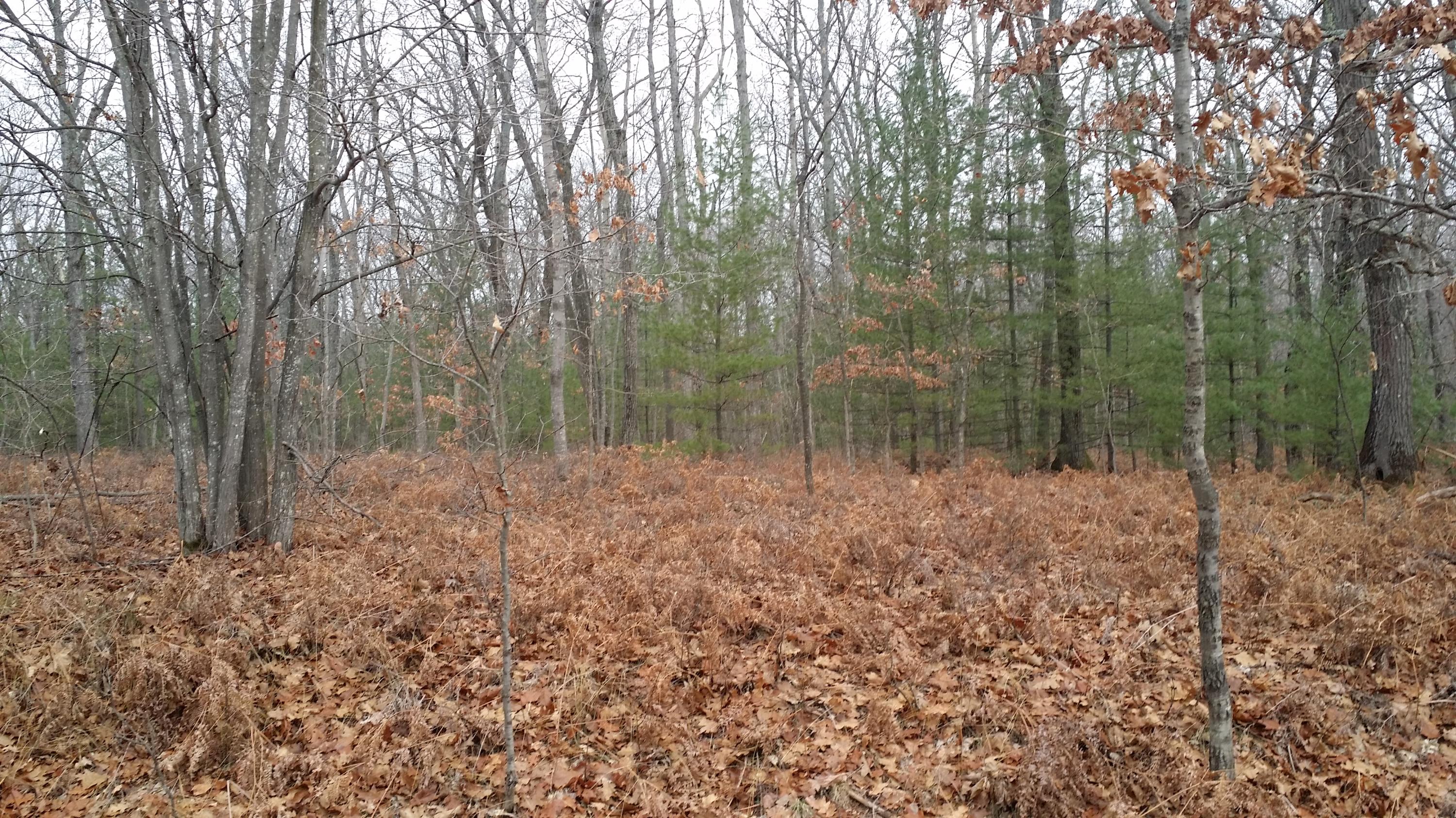 Service Road Indian River, MI 49749 - Photo 5 of 13 Gallery Image 5