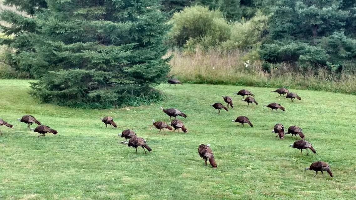 75500 Joe Rein Road Glidden, WI 54527 - Photo 48 of 62