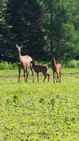 $950,000 | 75500 Joe Rein Road, Glidden, WI 54527