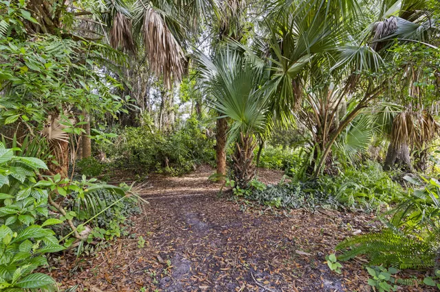 a view of a yard with plants and trees