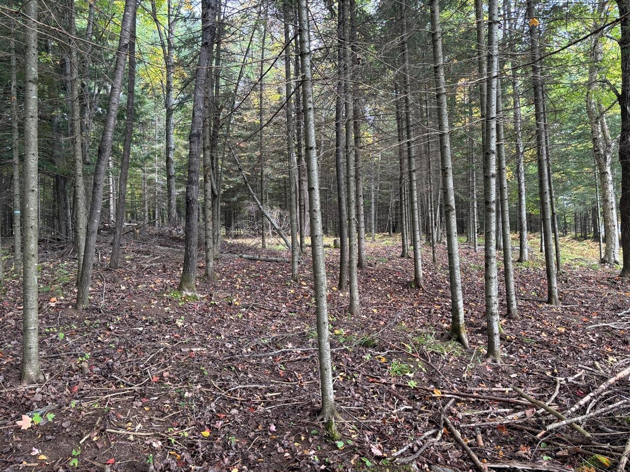 8360 Palmer Road Presque Isle, WI 54557 - Photo 3 of 9 Gallery Image 3