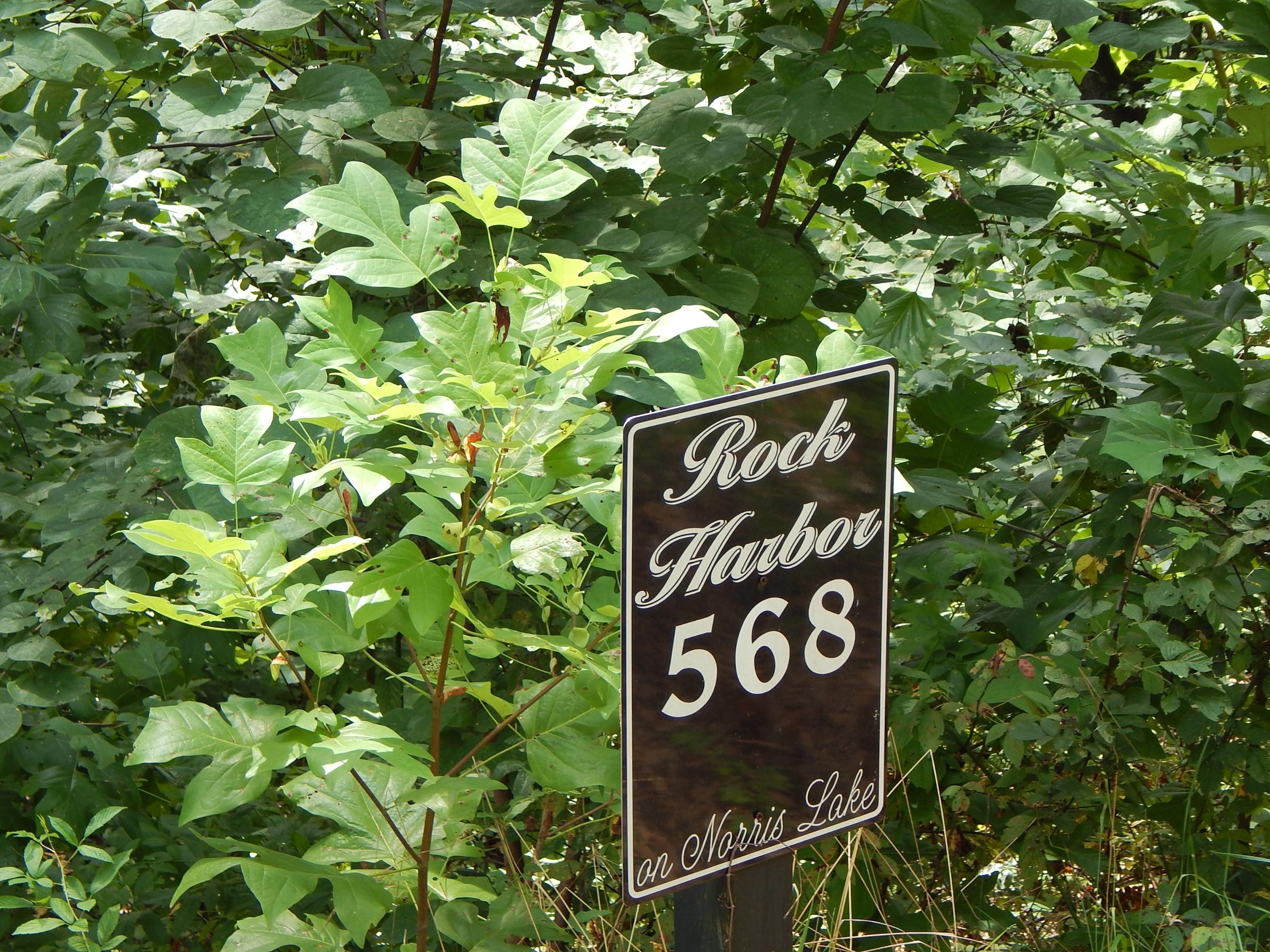 Tortiose Shell New Tazewell, TN 37825 - Photo 2 of 8 DSCN1013