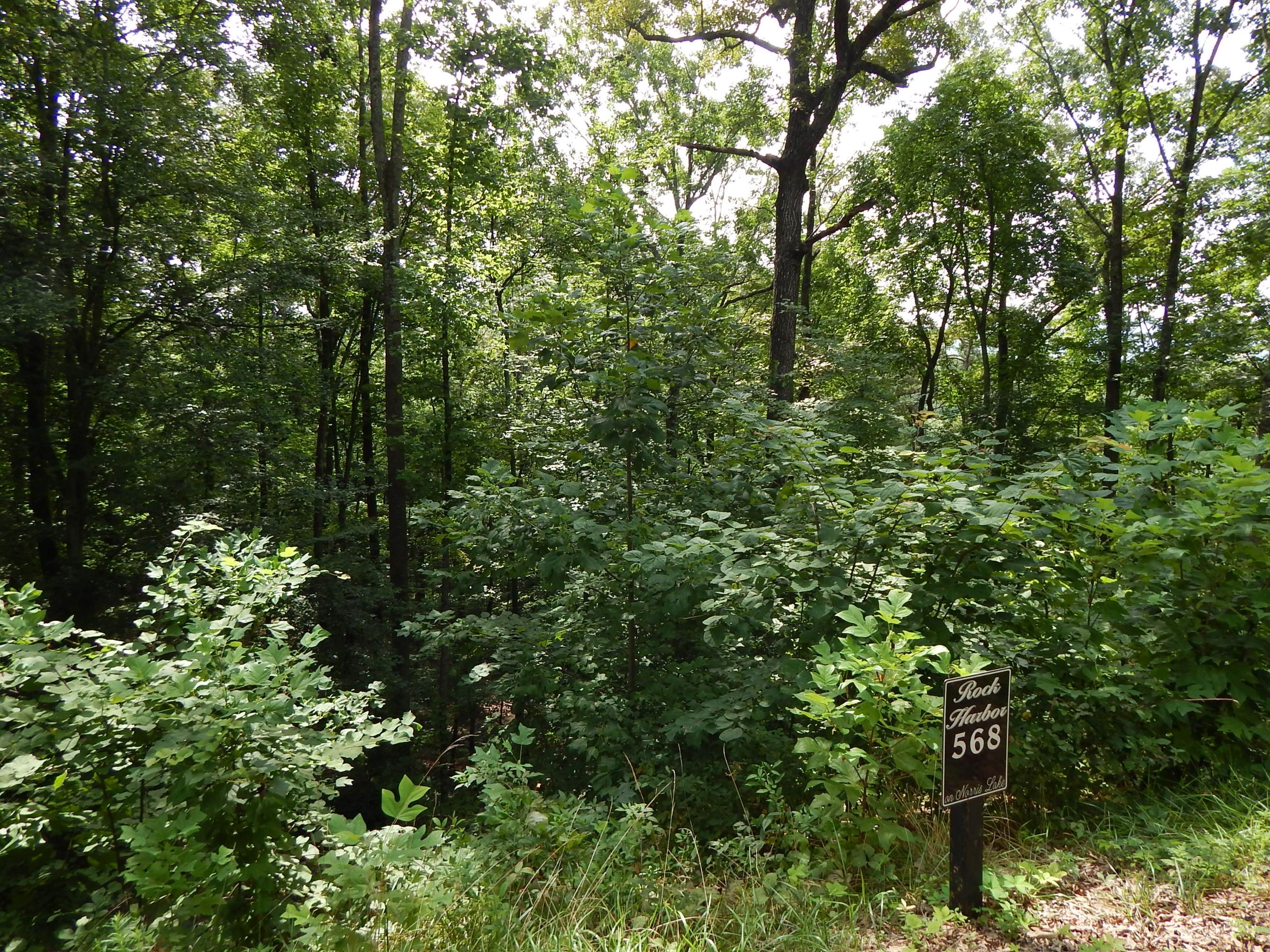 Tortiose Shell New Tazewell, TN 37825 - Photo 4 of 8 DSCN1015