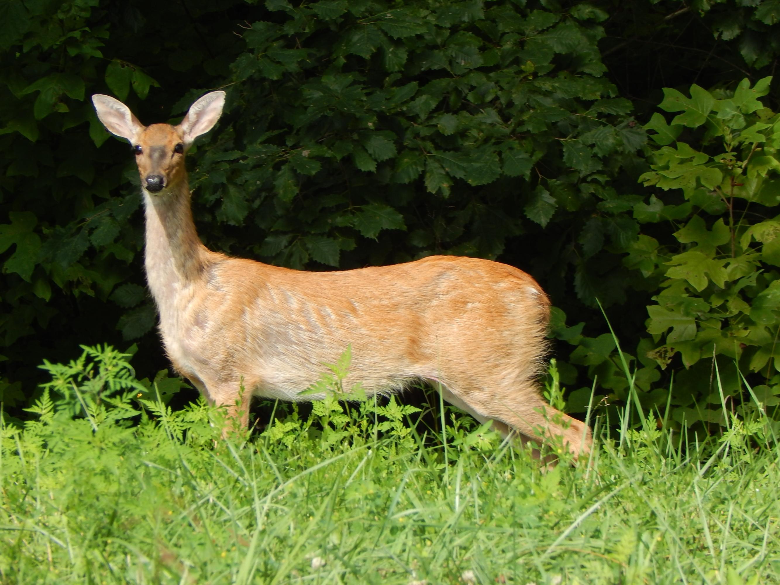 Tortiose Shell New Tazewell, TN 37825 - Photo 7 of 8 DSCN0983